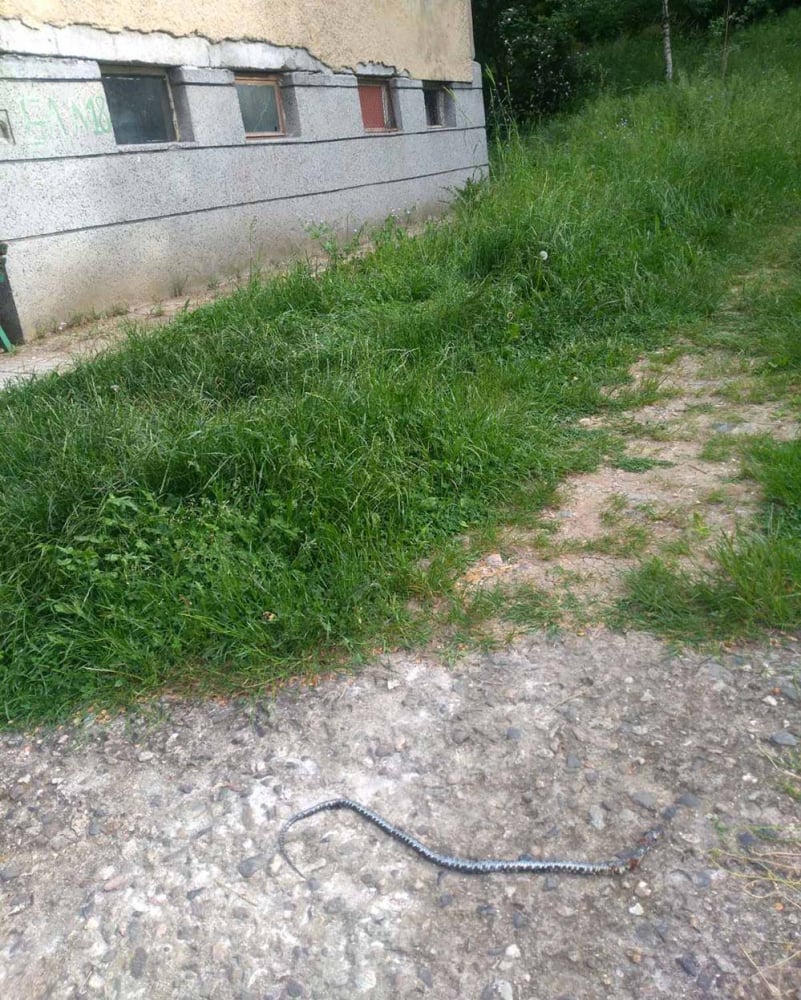Страшна напаст полази жителите на кърджалийски квартал СНИМКИ 