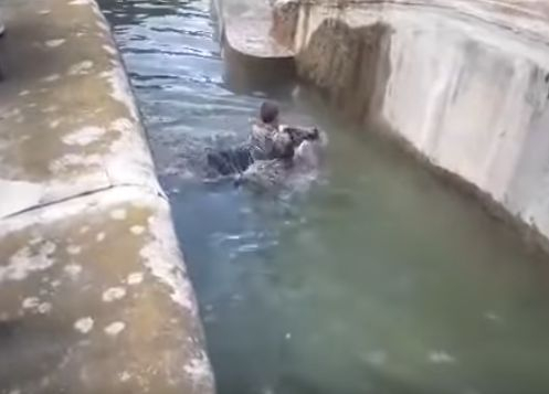 Смелчага се намъкна в клетката на мечката и опита да я удави ВИДЕО 