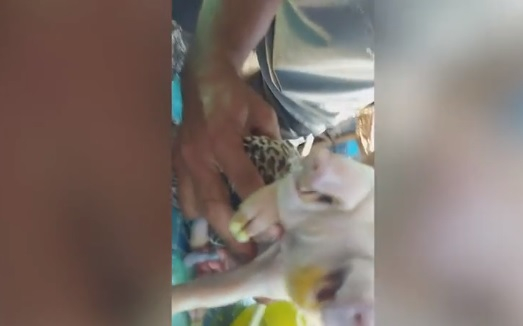 Заснеха на ВИДЕО прасенце мутант с две глави и три очи 