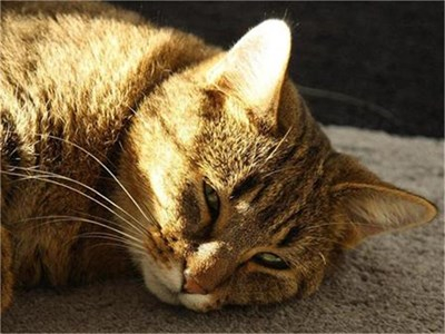 Мъж уби котка край Перник и животът му се стъжни 
