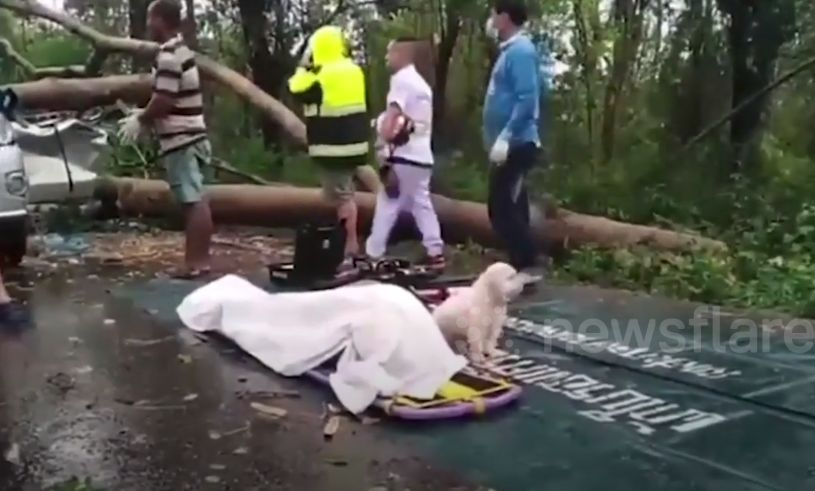 Трогателно: Съсипано от мъка куче пази мъртвата си стопанка, убита от... ВИДЕО 
