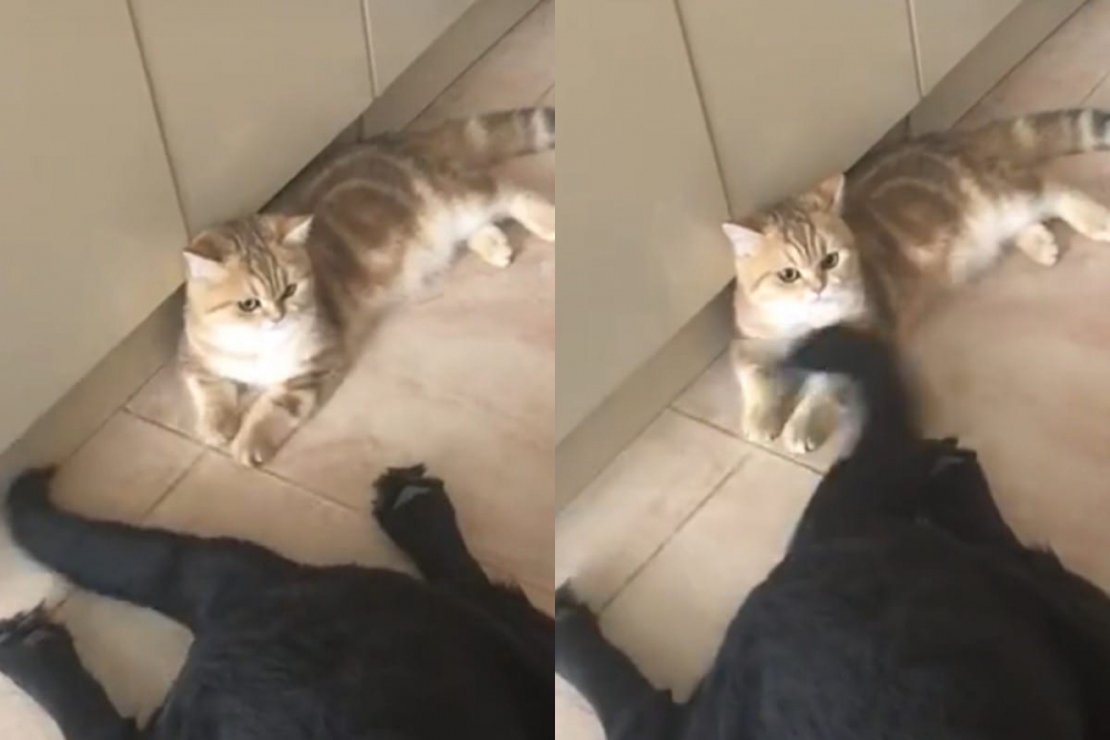 Търпелив котарак показа железни нерви и изуми мрежата ВИДЕО