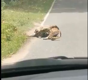 Питон опита да глътне цял елен, но го прецакаха жестоко ВИДЕО 