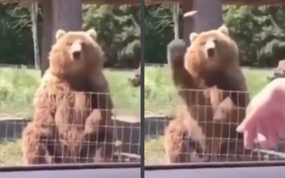 Мечка удиви туристи с движенията си като нинджа ВИДЕО