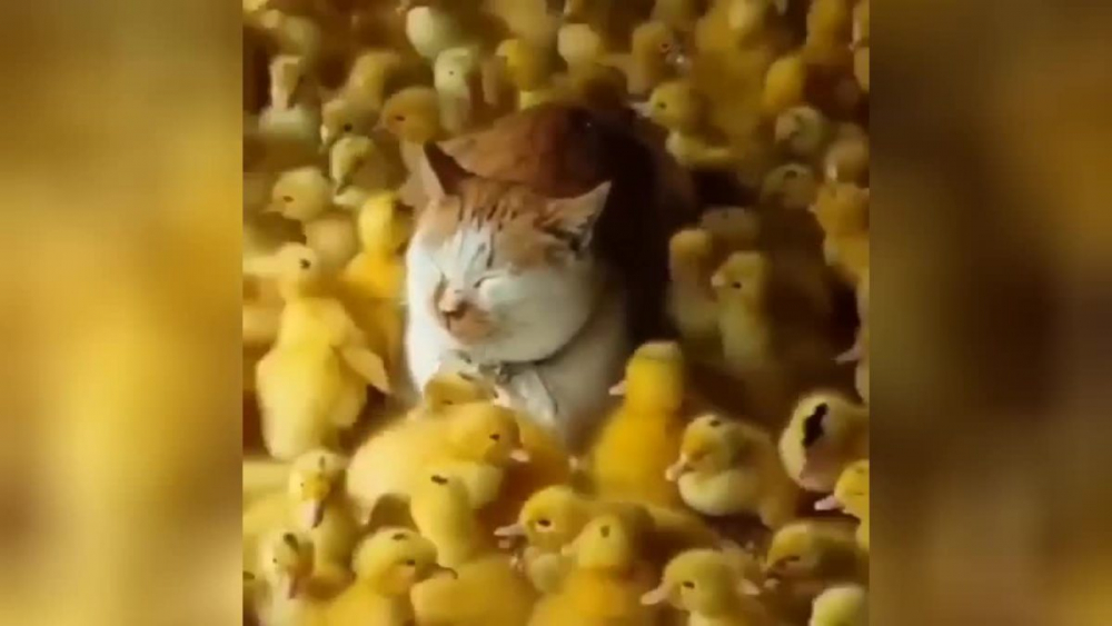 Уникално: Котарак достигна до нирвана на килим от стотици патета ВИДЕО