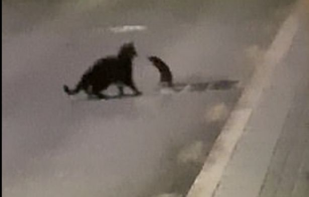 Смел плъх отблъсна голяма черна котка и подлуди мрежата ВИДЕО 