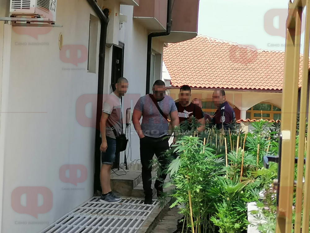 Първи СНИМКИ от огромната наркооранжерия в Черноморец