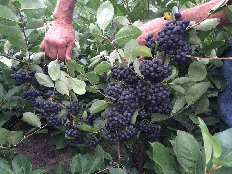 Проф. Бончева изтъкна целебната сила на аронията срещу К-19