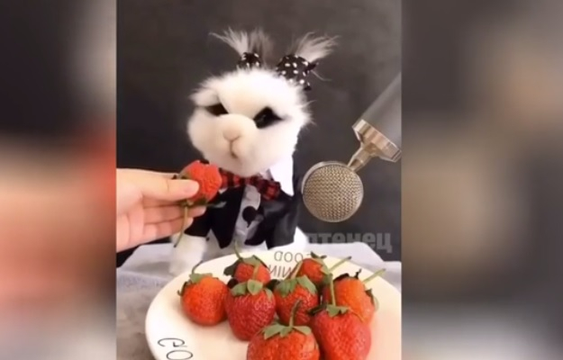 Пухкаво мляскащо зайче взриви мрежата ВИДЕО 