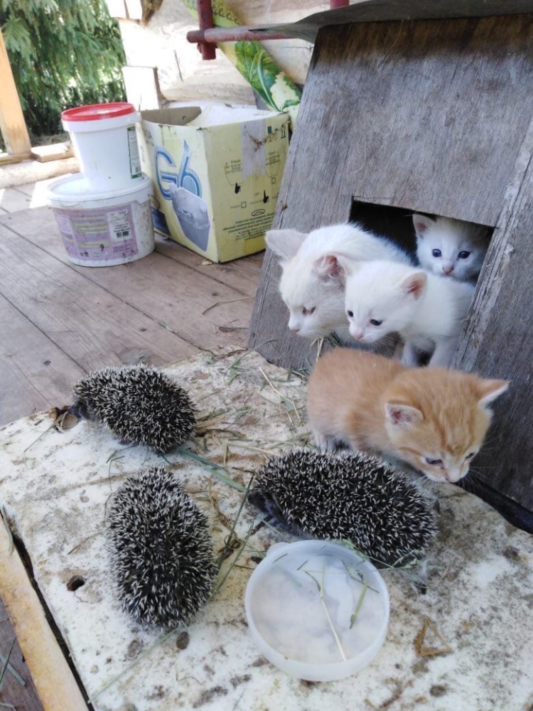 Котка осинови таралежчета - сирачета и ги кърми СНИМКИ