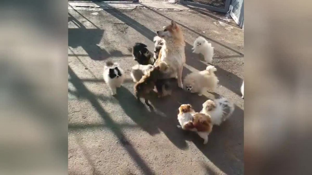 Майка куче, обкръжена от малките си, умили мрежата ВИДЕО