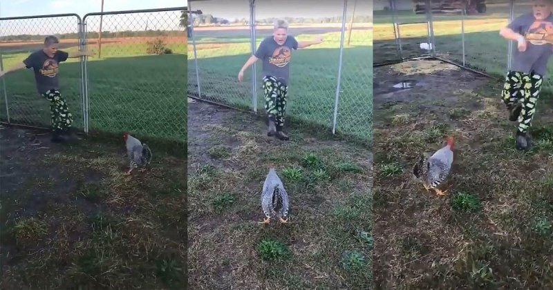 Вижте епичната битка между петел и момче ВИДЕО