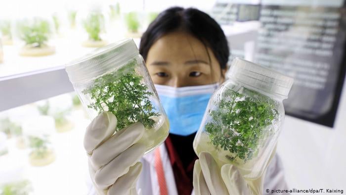 Германски учени сензационно: Кафето и тази билка убиват К-19