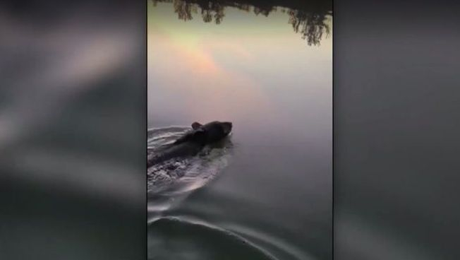 ВИДЕО запечата как мечка със заклещен буркан на глава бе спасена