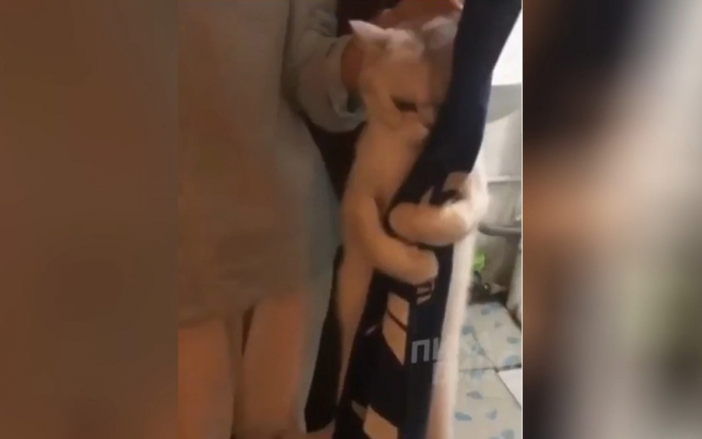 Котарак, който отказва да бъде изкъпан, накара всички в мрежата да се смеят ВИДЕО