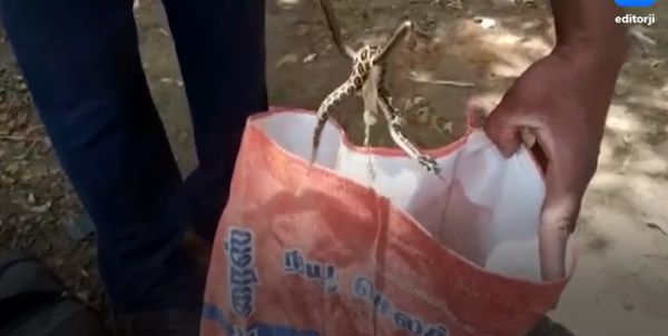 Мъж влезе в банята и откри смъртоносно чудовище, родило 35 изчадия СНИМКИ 