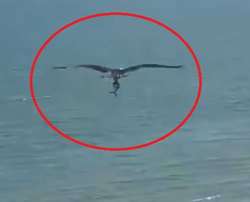 Ще повярвате ли на очите си? Орел награби акула и я... ВИДЕО