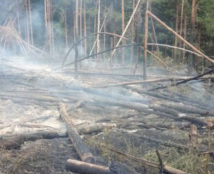 Пожар вилня в Родопите СНИМКИ 