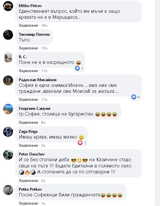 Свободно разхождащи се крави ошашавиха столичните шофьори