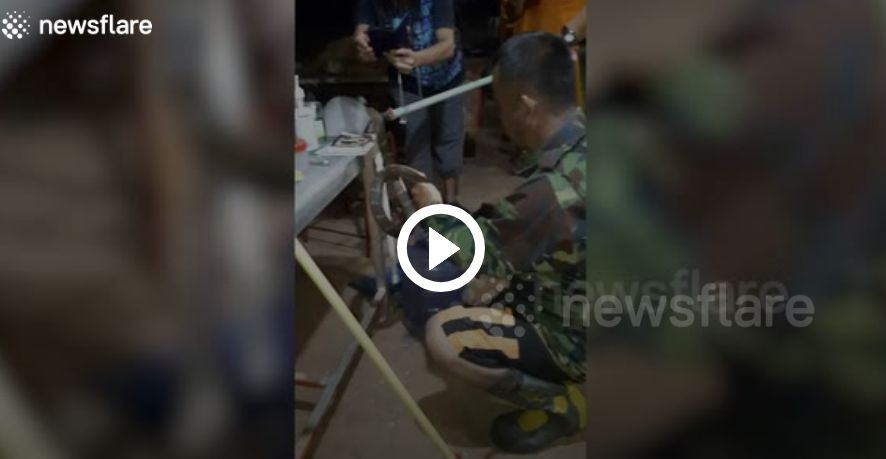 3-метрова кобра едва не докара инфаркт на будистки монах ВИДЕО 