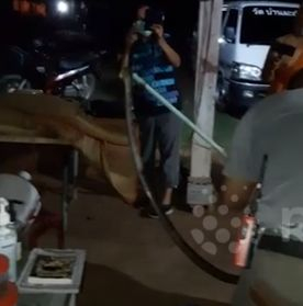3-метрова кобра едва не докара инфаркт на будистки монах ВИДЕО 
