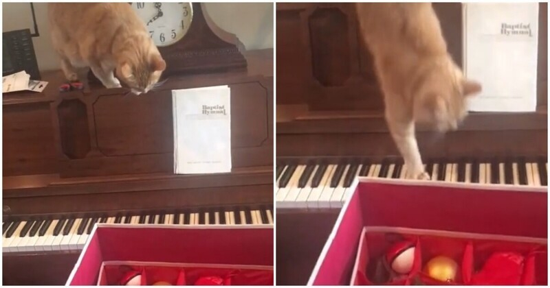 Котарак реши да слезе от пиано и съжали за това ВИДЕО