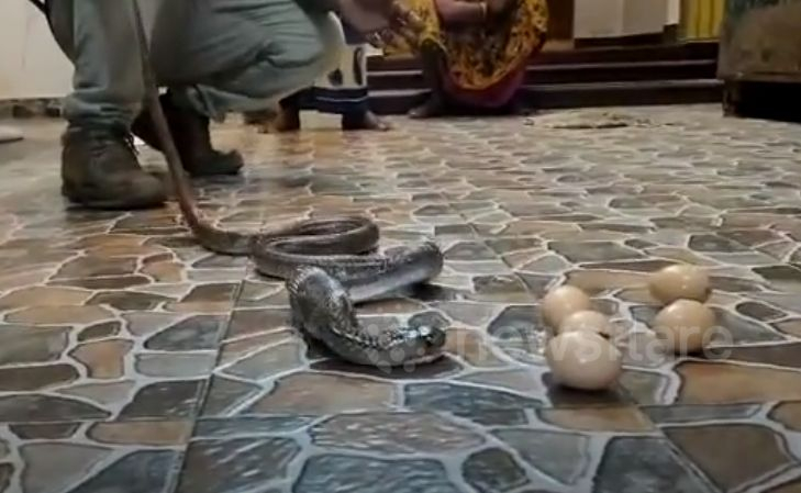 Фермер откри кобра в курника си, а тя... ВИДЕО 