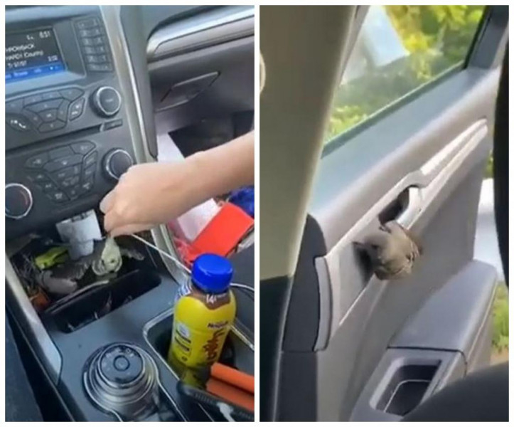 Жена изпадна в истерия при неравна битка с птица в колата си ВИДЕО