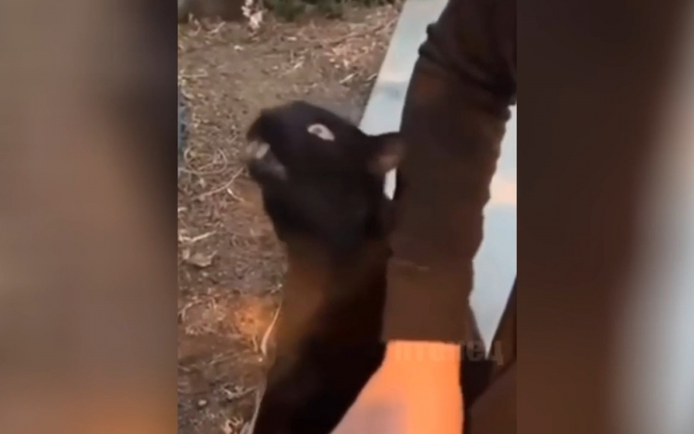 Реакцията на котарак на галене накара мрежата да се смее ВИДЕО