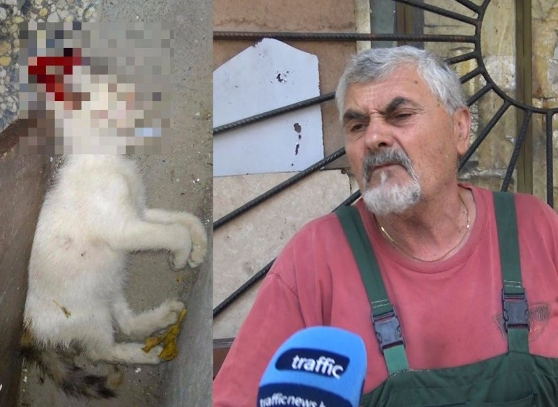 Есхумират трупа на зверски убита котка в Пловдив 