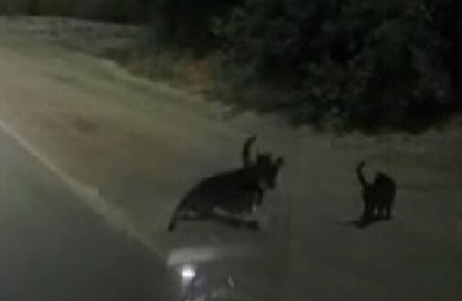 ВИДЕО с две котки и куче инвалид потресе света