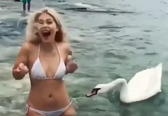 Вижте как лебед се опита да съблече девойка, която го храни ВИДЕО
