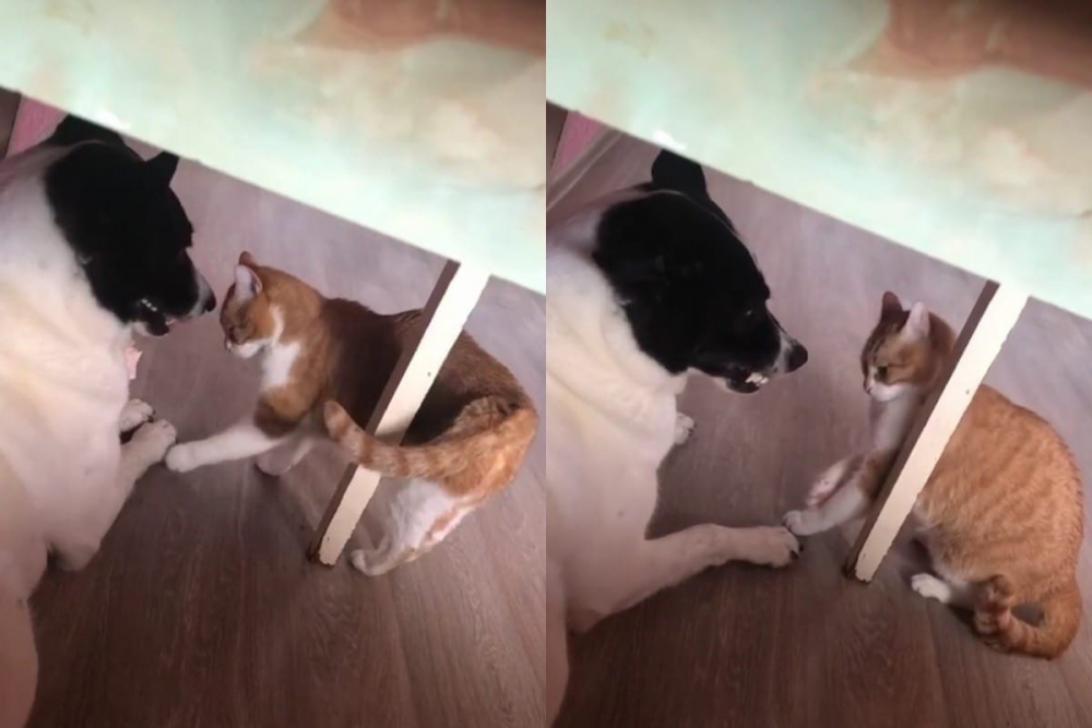 Смел котарак изпробва търпението на голямо куче ВИДЕО