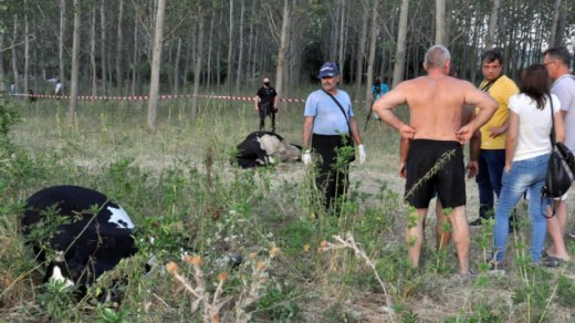 Официално от БАБХ: Ето какво е убило стадото крави, пили вода от река Марица