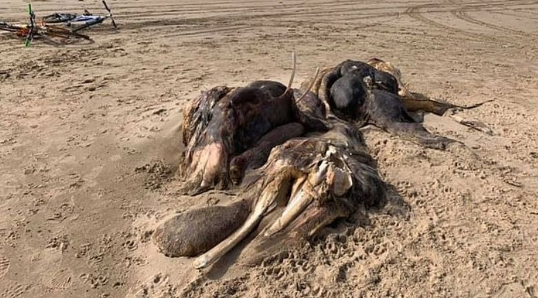 Страховито същество, сякаш от друга планета, бе намерено край брега СНИМКИ