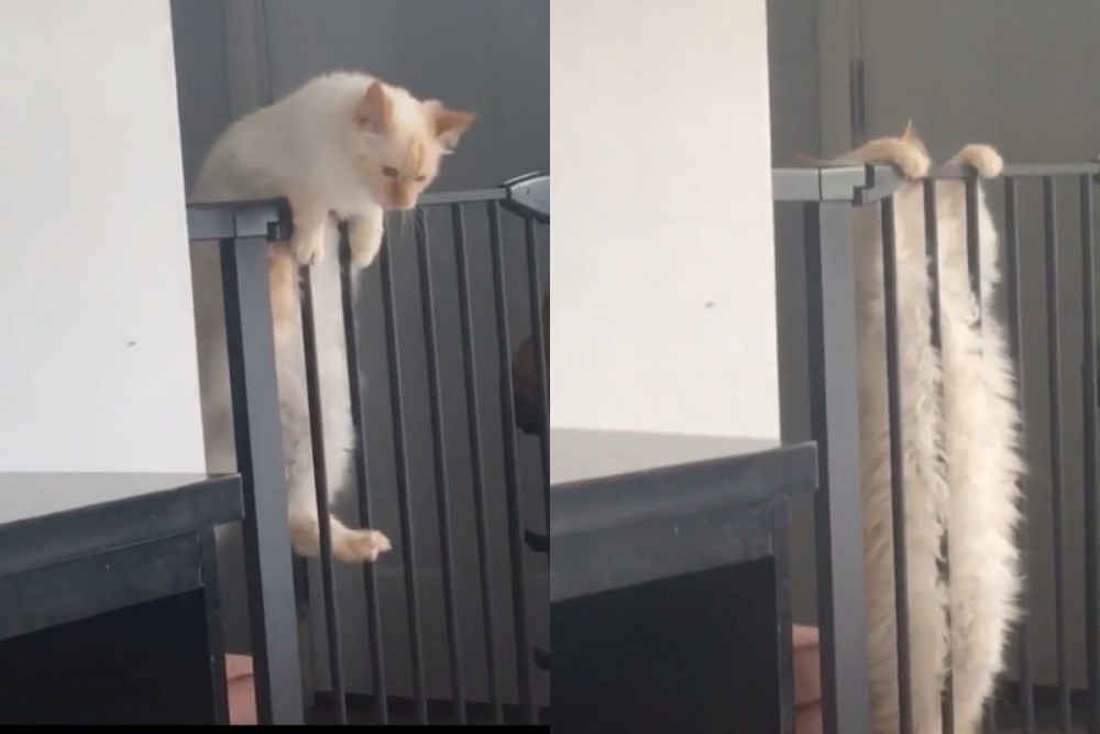 Опитът на котка да премине над ограда разсмя до сълзи мрежата ВИДЕО