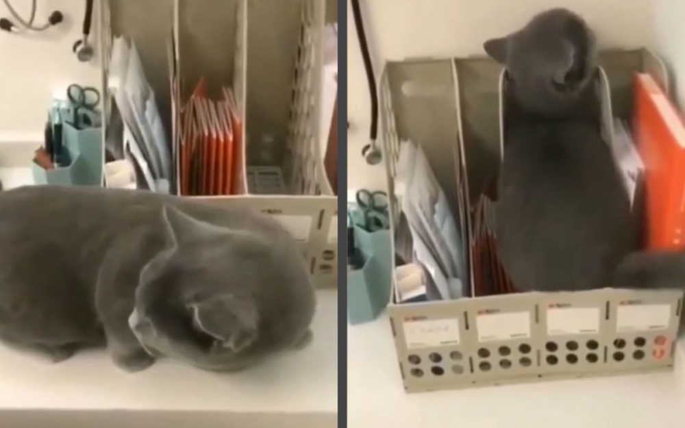 Котарак разсмя мрежата с начина, по който се крие от ветеринар ВИДЕО