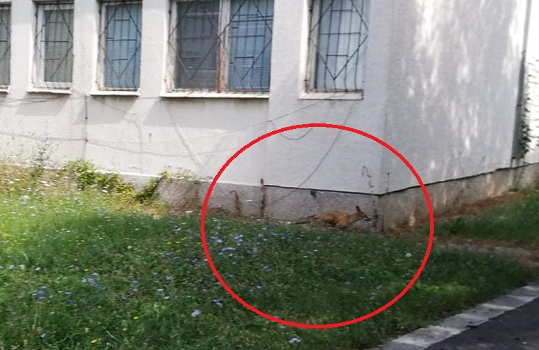 Ужас: Лисици нападнаха детска градина в София СНИМКИ