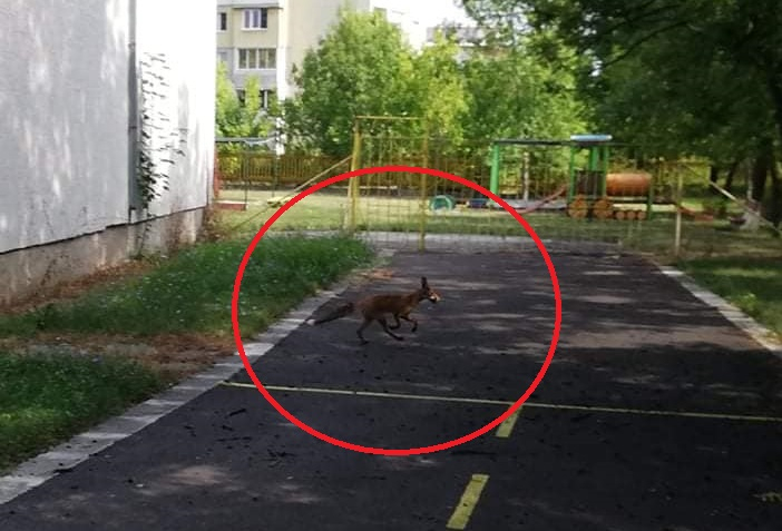 Ужас: Лисици нападнаха детска градина в София СНИМКИ