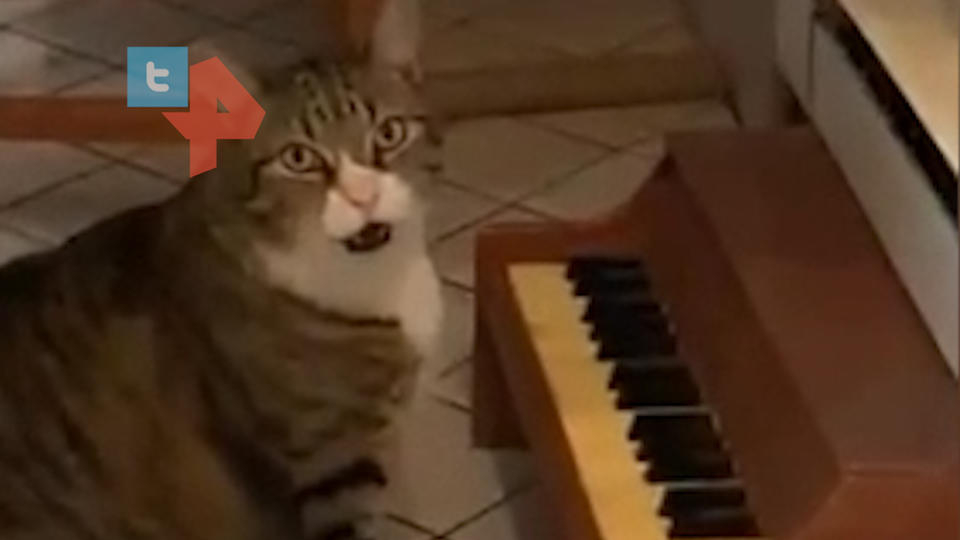 Сладко на макс: Дебело котенце усвои пияното, за да си иска храна ВИДЕО
