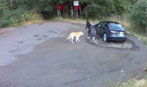 Девойка изостави кучето си в гората, реакцията на домашния любимец трогна до сълзи мрежата ВИДЕО