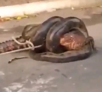 Сблъсъкът между огромна анаконда и алигатор взриви мрежата ВИДЕО 