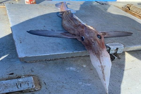 Рибар улови страховито дълбоководно същество СНИМКИ