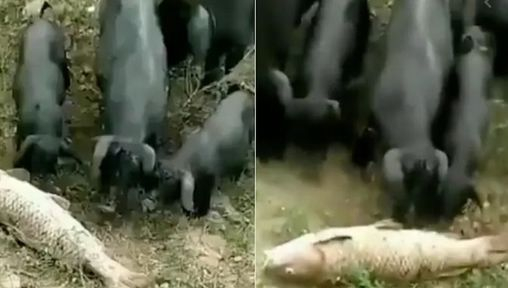 ВИДЕО запечата как прасенца извършват нещо удивително и благородно