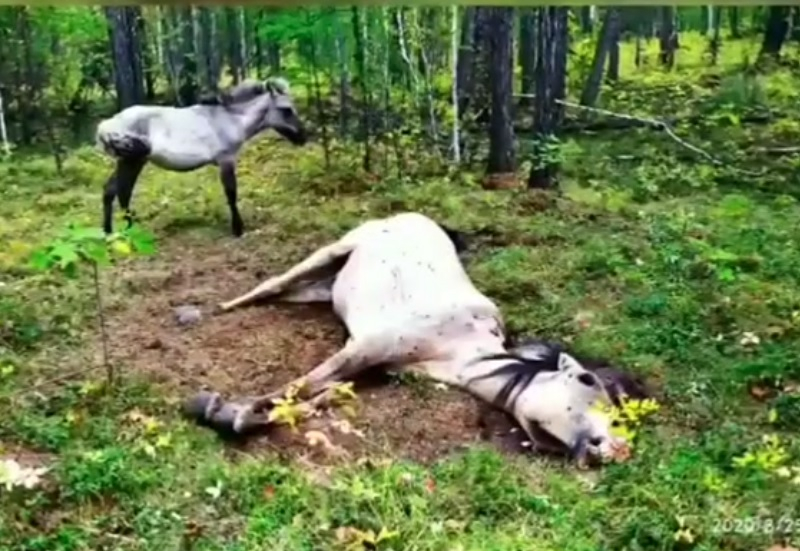 Жребче доведе хора до мъртвата си майка ВИДЕО