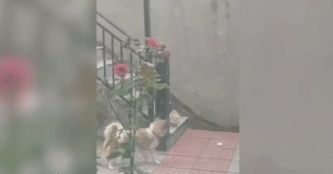 Уникално ВИДЕО с куче и котка взриви мрежата