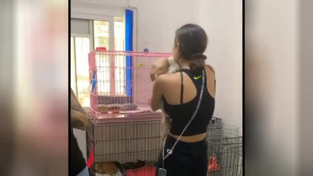 Срещата на девойка с изчезналата й котка трогна интернет ВИДЕО