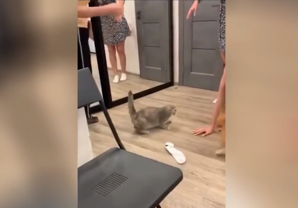 Котарак показа кой е шефът в къщата, намесвайки се в женско парти ВИДЕО