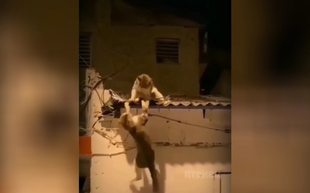 Улични котараци се сбиха, повтаряйки известна сцена от „Цар Лъв“ ВИДЕО