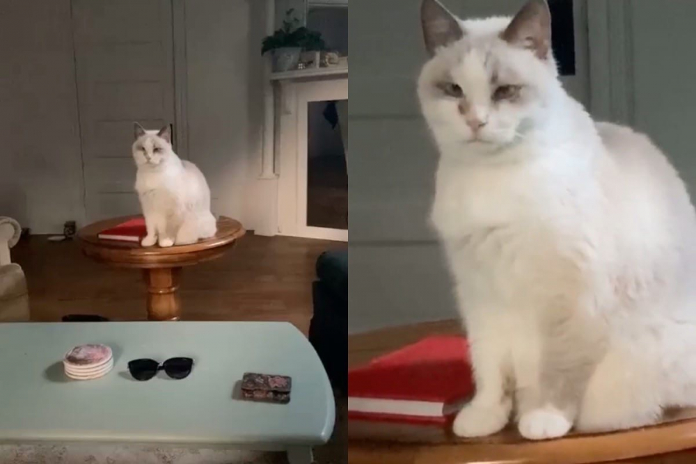 Котка, която падна от масата, разсмя социалните мрежи до сълзи ВИДЕО